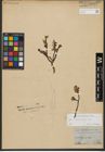 Foto von Salix waldsteiniana Willd.
